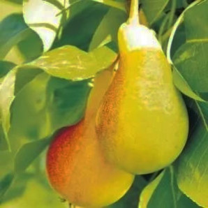 Саженцы груши летней сорт Июньская Лепотика, подвой ВА-29 Саженцы груши летней сорт Июньская Лепотика, подвой ВА-29