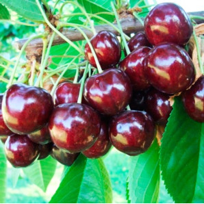 Саджанці черешні пізньої сорт Стаккато, підщепа магалєпка Саджанці черешні пізньої сорт Стаккато, підщепа магалєпка