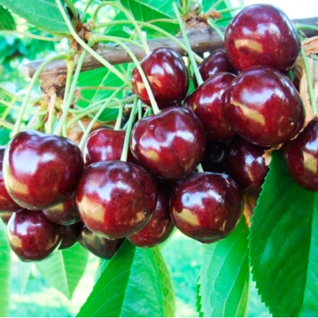 Саджанці черешні пізньої сорт Стаккато, підщепа магалєпка