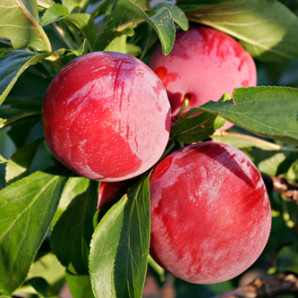 Алича сорт Данді Блу