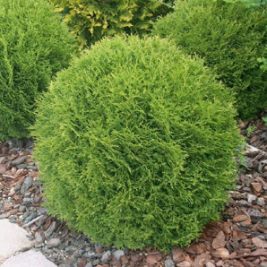 Туя західна Danica