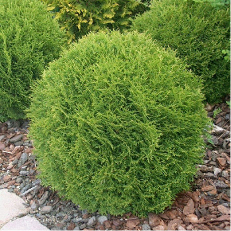 Туя західна Danica