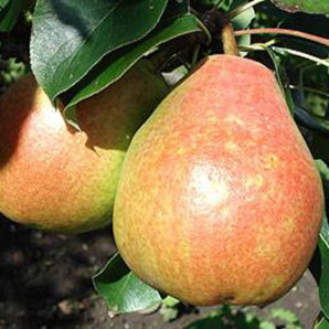 Саженцы груши зимней сорт Давид, подвой ВА-29