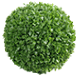 Декоративные кустарники. Купить саженцы декоративных растений Декоративные кустарники. Купить саженцы декоративных растений