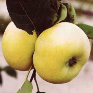 Яблуня літня сорт Донешта, підщепа 54-118