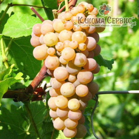 Виноград сорт Дублянский