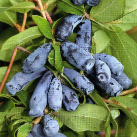 Жимолость Boreal Blizzard 2 летняя, конт 1.5 л