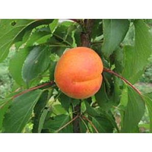 Абрикос ранней сорт Сильверкот, подвой жердель Абрикос ранней сорт Сильверкот, подвой жердель