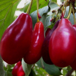 Кизил ранній сорт Елегантний, підщепа кизил дикий