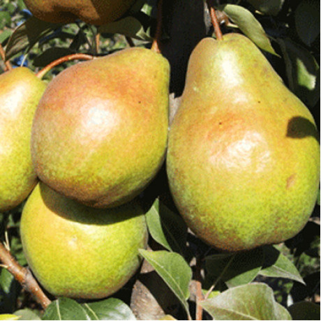 Саженцы груши сорт Эрика, подвой ВА-29