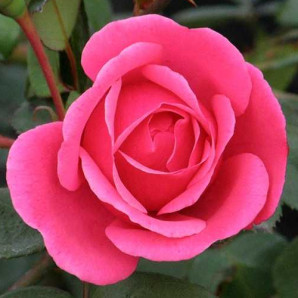 Саджанці троянд сорт Etude (Етюд) Саджанці троянд сорт Etude (Етюд)