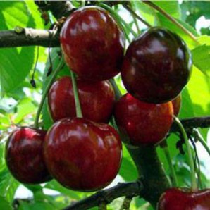 Саджанці черешні сорт Етика, підщепа магалєпка Саджанці черешні сорт Етика, підщепа магалєпка