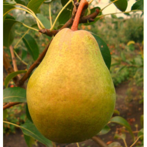 Саженцы груши зимней сорт Мария, подвой ВА-29