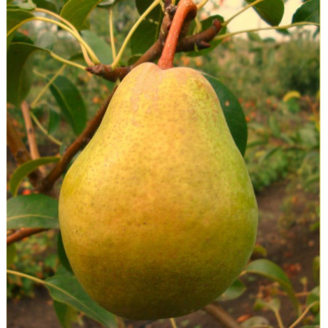 Саженцы груши зимней сорт Мария, подвой ВА-29