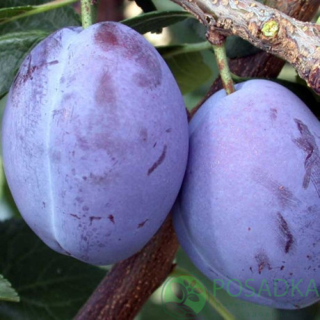 Саджанці сливи ранньої сорт Улюблениця Султана, підщепа алича