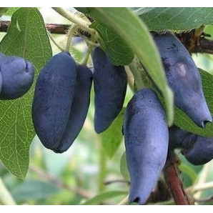 Жимолость Блакитне Веретено 4 річна, пакет 7.5 л