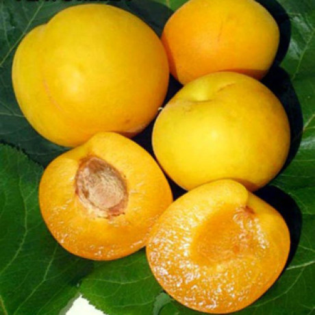 Плуот сорт Флавор Квин Плуот сорт Флавор Квин