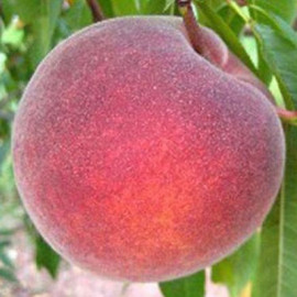 Персик сорт Флеминг Фьюри, подвой миндаль