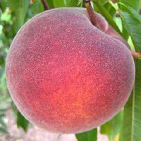 Персик сорт Флеминг Фьюри, подвой миндаль Персик сорт Флеминг Фьюри, подвой миндаль