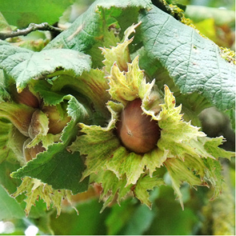 Фундук сорт Гігант