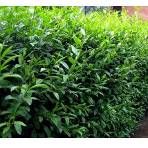 Бирючина обыкновенная Atrovirens Бирючина обыкновенная Atrovirens