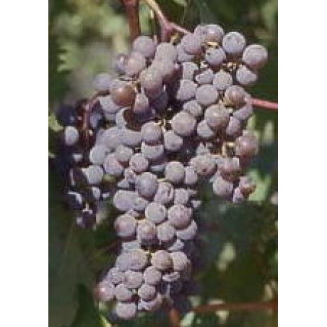 Виноград Фронтіньяк Грі