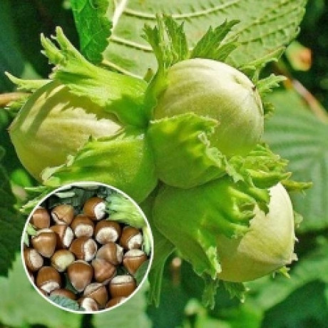 Фундук сорт Каталонський, 2 річний