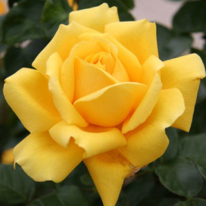 Саджанці троянд сорт Golden Monica (Голден Моніка) Саджанці троянд сорт Golden Monica (Голден Моніка)