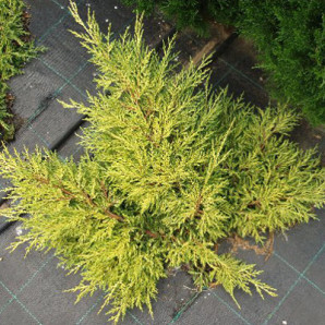 Ялівець середній Golden Sauser 3 л Ялівець середній Golden Sauser 3 л