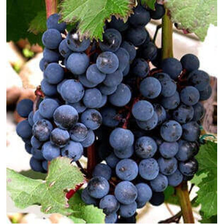 Виноград сорт Голубок, полуупакованный Виноград сорт Голубок, полуупакованный