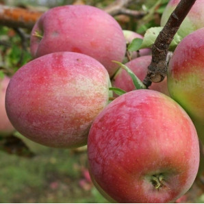 Яблуня зимова сорт Граф Еззо Яблуня зимова сорт Граф Еззо