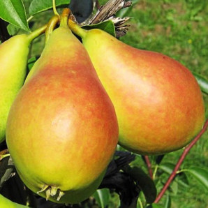 Саженцы груши летней сорт Изольда, подвой ВА-29 Саженцы груши летней сорт Изольда, подвой ВА-29