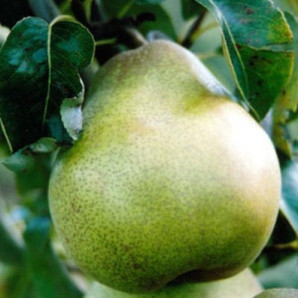 Саженцы груши зимней сорт Память Князя Трубецкого, подвой ВА-29