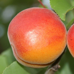 Абрикос сорт Харогем, подвой алыча Абрикос сорт Харогем, подвой алыча