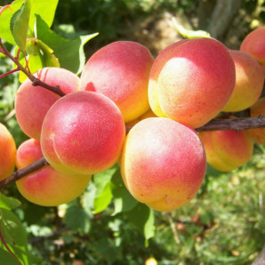 Абрикос сорт Харостар, подвой алыча Абрикос сорт Харостар, подвой алыча