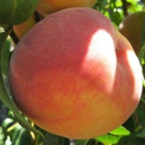 Персик сорт Харроу Бьюти Персик сорт Харроу Бьюти