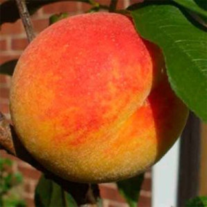 Персик ранней сорт Харроу Даймонд, подвой маньчжурский персик Персик ранней сорт Харроу Даймонд, подвой маньчжурский персик