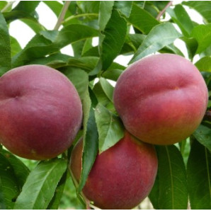 Персик середньоранній сорт Роял Глорі, підщепа мигдаль