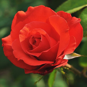 Саджанці троянд сорт Holstein Perle (Перлина Гольштейна) Саджанці троянд сорт Holstein Perle (Перлина Гольштейна)