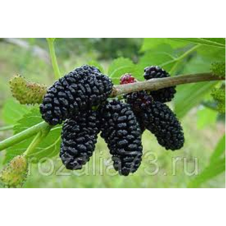 Шовковиця сорт Шеллі 1 річна, підщепа сіянець шовковиці