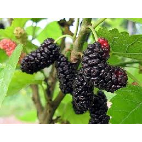 Шовковиця сорт Гвардійська рання, підщепа сіянець шовковиці