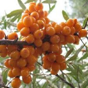 Саджанці обліпихи сорт Аскола (Askola), 2 річна