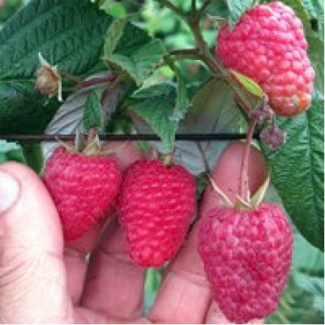 Саджанці малини сорт Імара