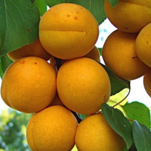 Абрикос сорт Июньский Абрикос сорт Июньский