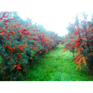 Саджанці обліпихи сорт Лейкора (Leikora), 1 річна жіноча Саджанці обліпихи сорт Лейкора (Leikora), 1 річна жіноча