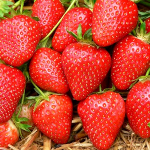 Полуниця фріго сорт Елеганс 2 річна, конт. 1.5 л