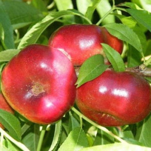 Нектарин сорт Концентина (среднего срока созревания) Нектарин сорт Концентина (среднего срока созревания)