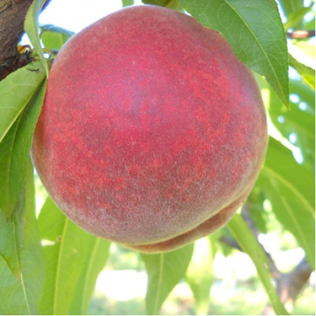 Персик ранней сорт Кондор (раннего срока созревания) Персик ранней сорт Кондор (раннего срока созревания)