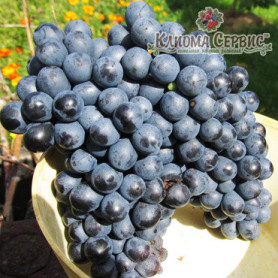 Виноград сорт Красень, полуупакованный
