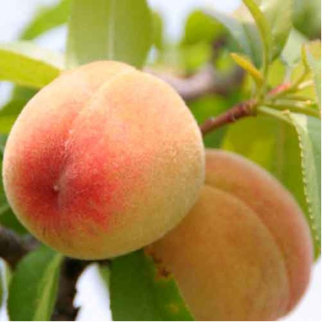 Персик сорт Кросби, подвой миндаль